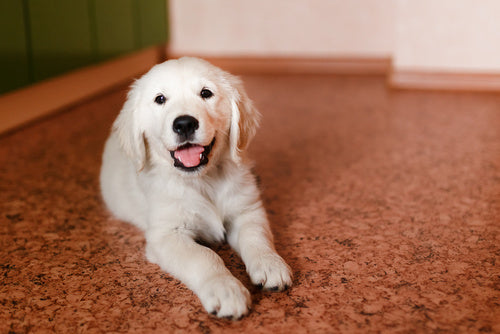 Mi perro hace popo en todos lados… Mi perro hace popo en todos lados…